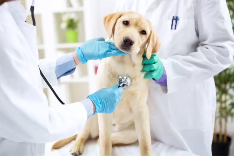 Routine Vet Exams: Why Are Regular Veterinary Checkups Important?