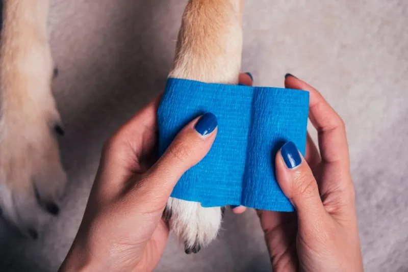 What do I do if my dog has cut their paw pad?