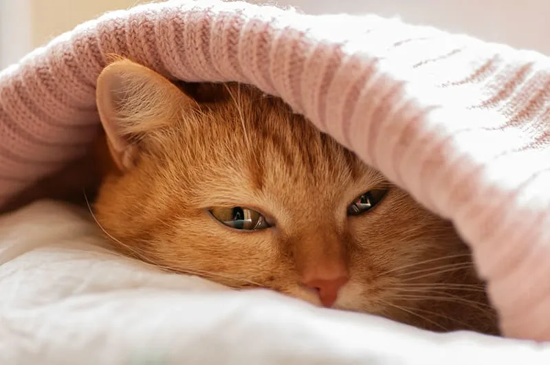 How can I tell if my cat is sick?