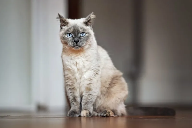 Old Cats: Caring for Senior Cats