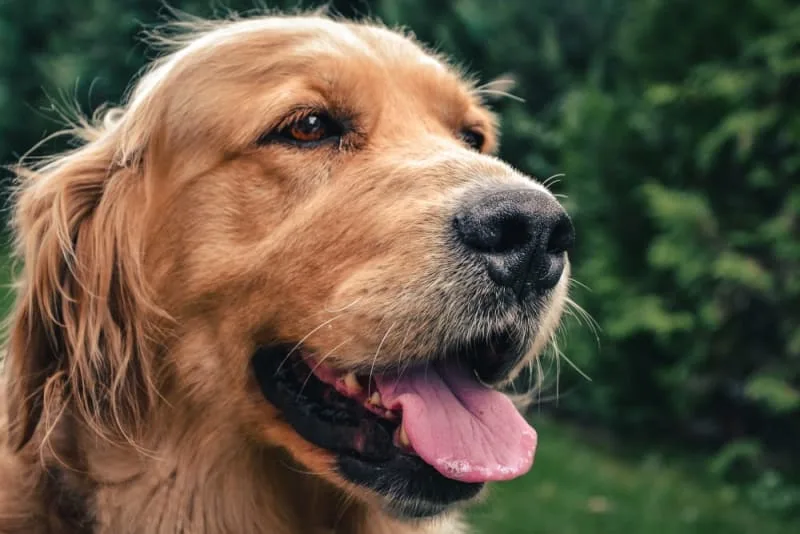 Bad Breath in Dogs: Causes & Remedies