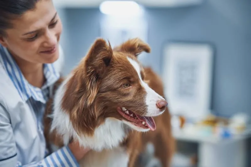 What shots do dogs need for boarding?