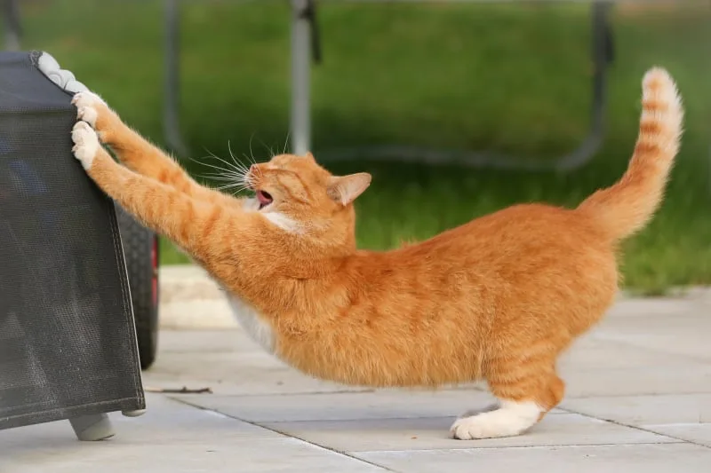 Surgery For Hernias In Cats