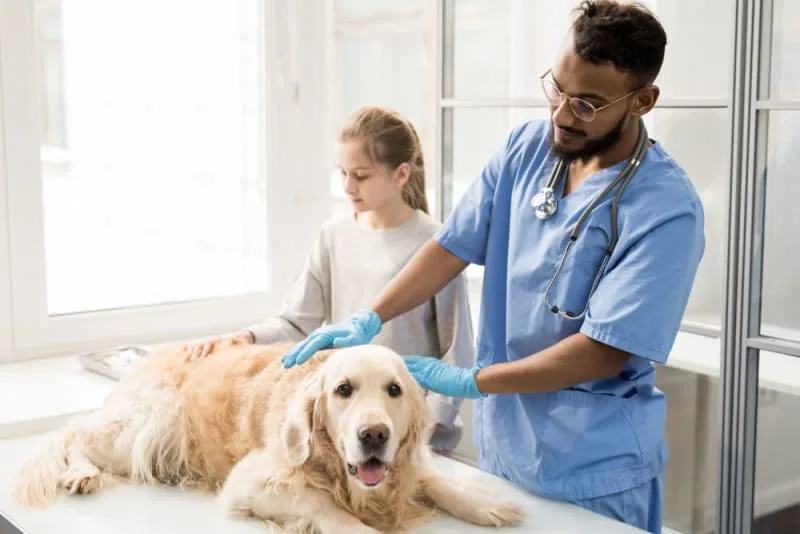 Warning Signs of Cancer in Dogs