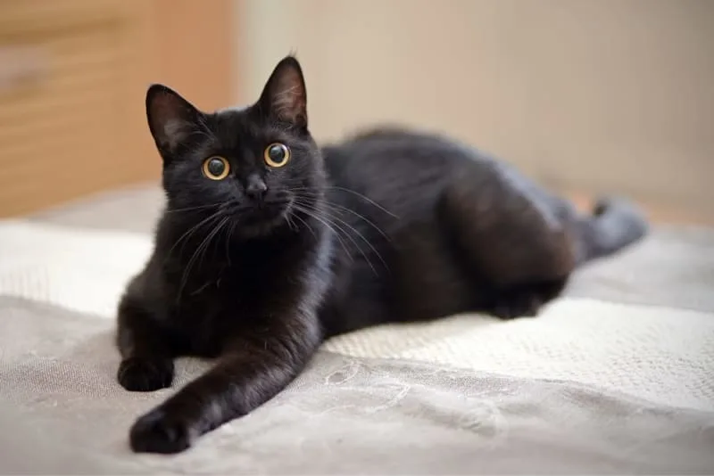 Constipation in Cats: Symptoms, Causes & Treatment