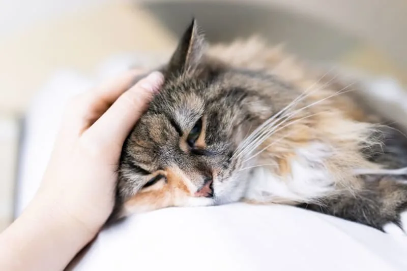 What is the FVRCP cat vaccine?