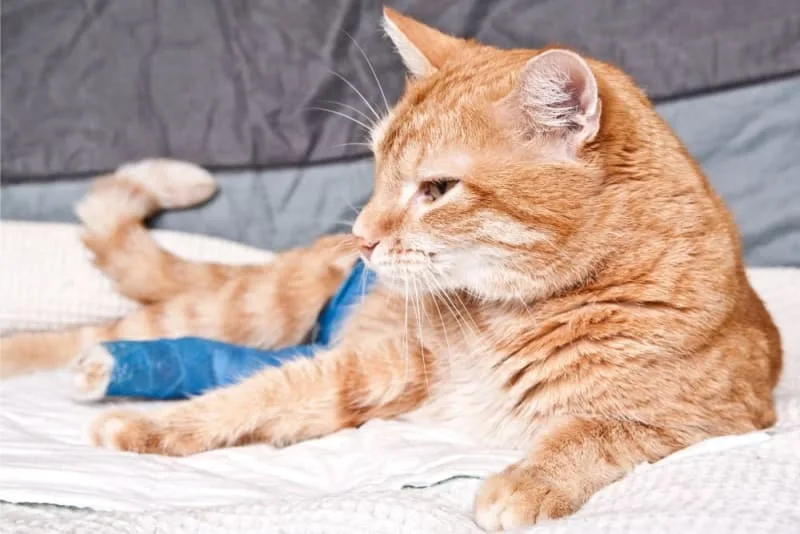 Femoral Head Ostectomy (FHO) Surgery For Cats