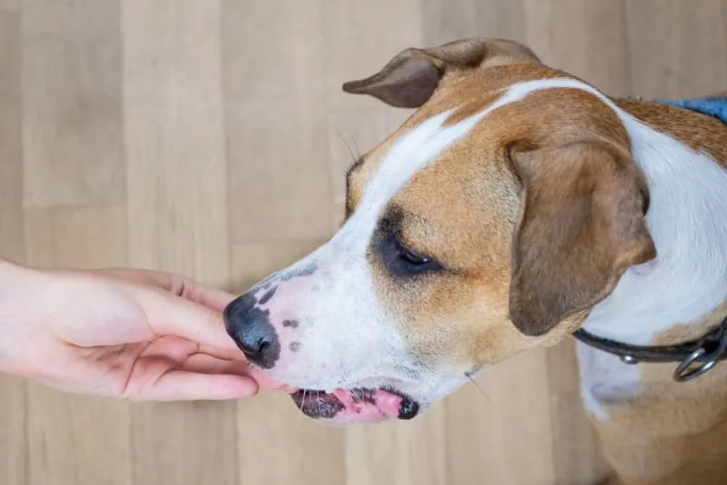 What To Do If My Dog Is Choking