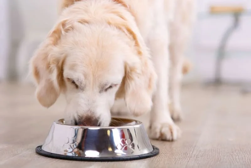 Best Foods for Dogs with Allergies