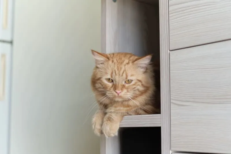 Does My Cat Need a Friend?