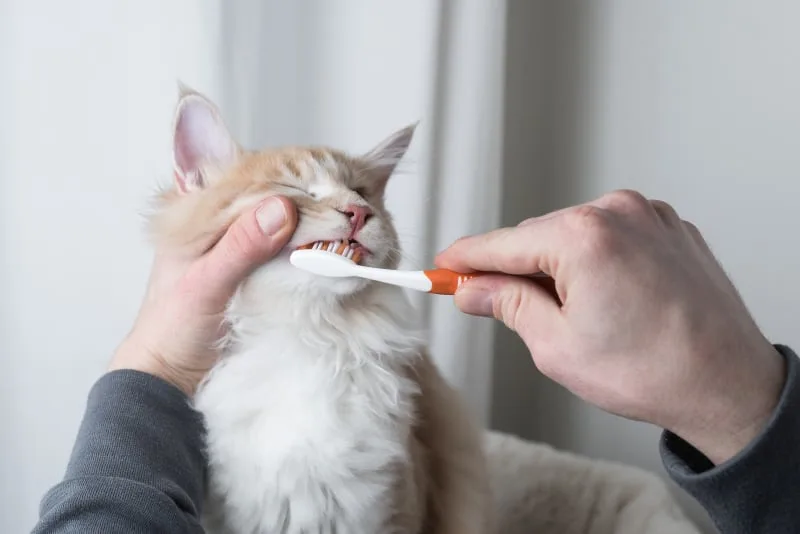 Gingivitis in Cats: Symptoms & Treatment
