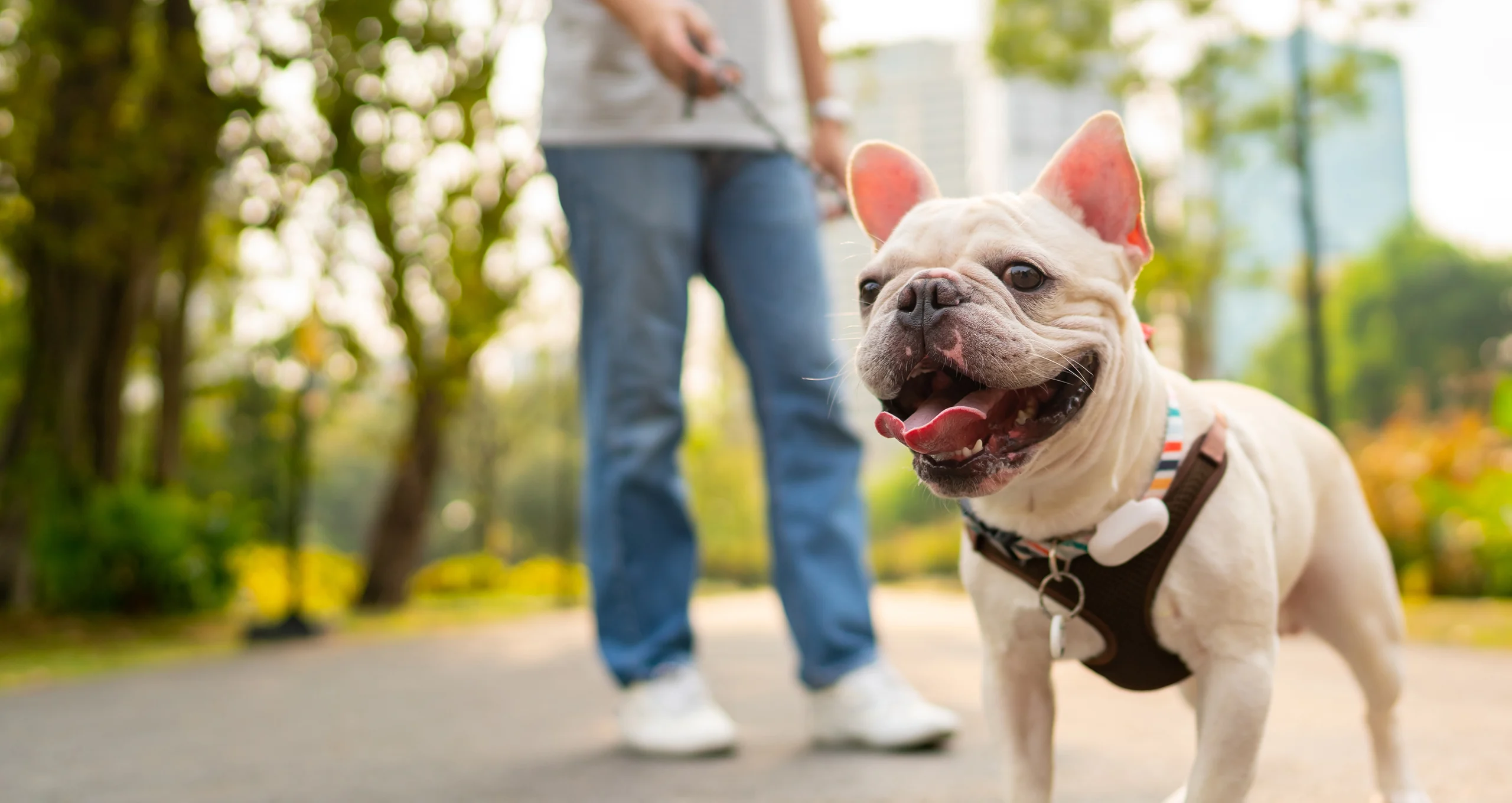 h frenchie being walked by man in city
