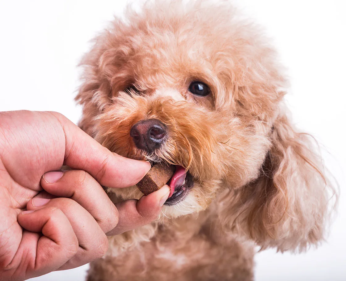 Hand feeding poodle with parasiticide chewable to protect and treat from heartworms