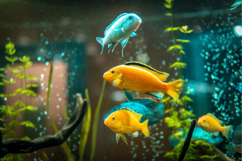 Common Aquarium Fish Diseases: Symptoms and Treatment