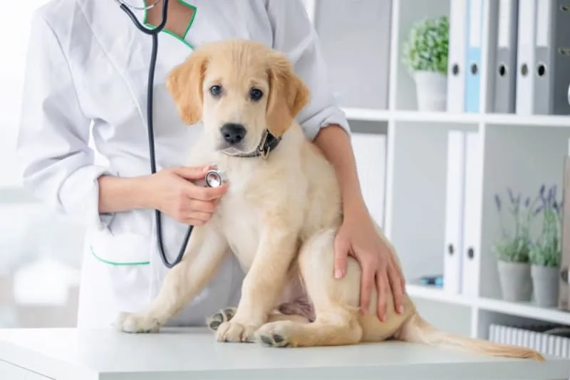 Dog Parvovirus