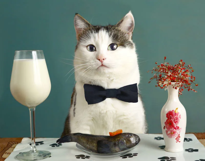 My Cat Won't Eat! Should I Be Worried?