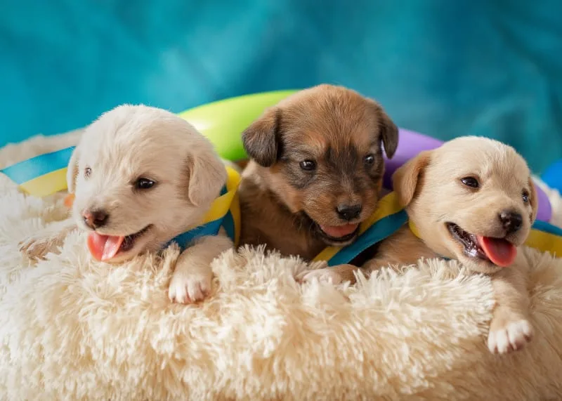 Getting Your Dog Fixed: When & What To Know