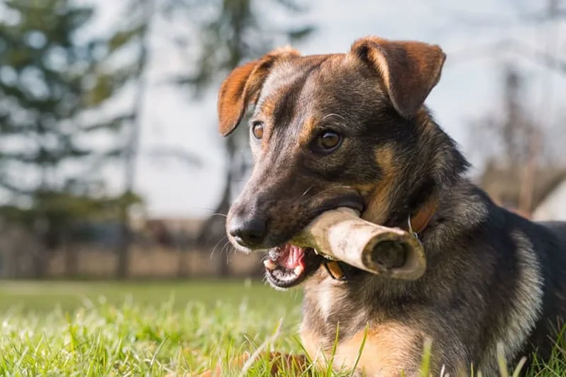 Broken Jaws in Dogs