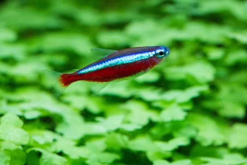Easiest Fish to Take Care of for Beginners
