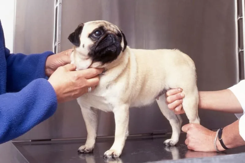 FHO Surgery in Dogs