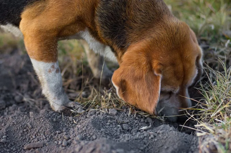 Help! My Dog Eats Everything