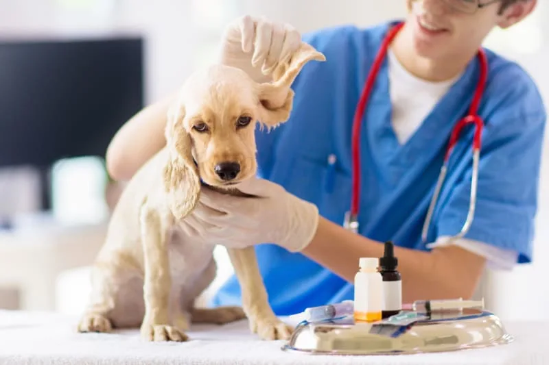 How Often Should Your Dog Go To The Vet
