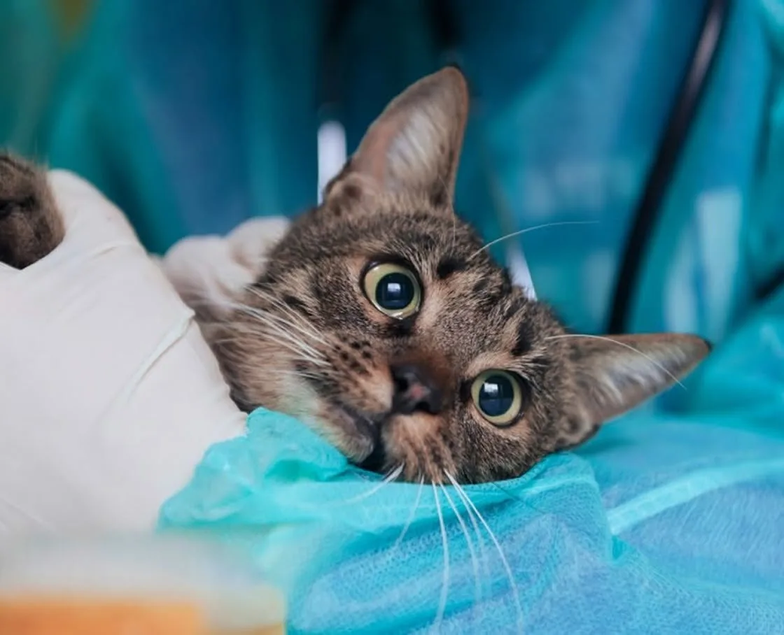 A wide-eyed tabby cat being held during a veterinary exam.
