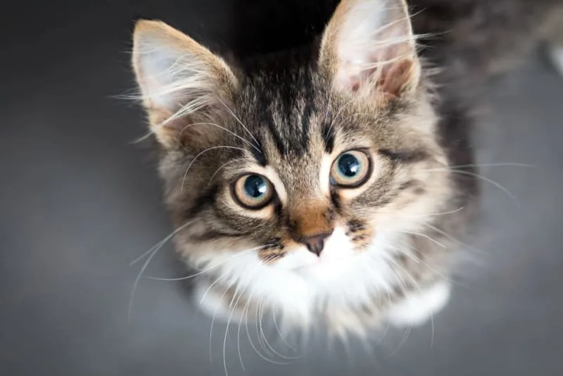 Guide to Spaying or Neutering Your Kitten