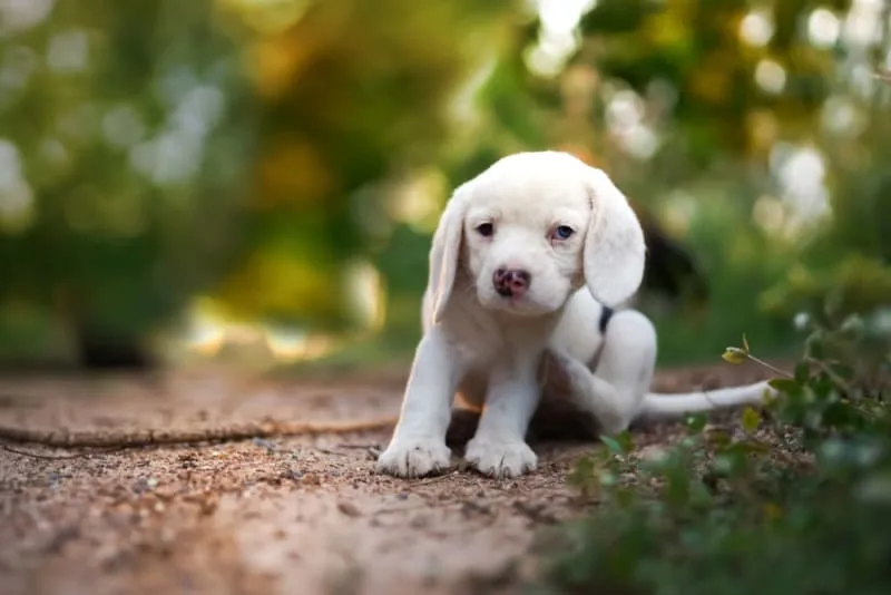 How can I tell if my cat or dog has fleas?