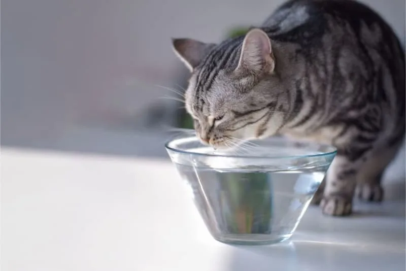 Why Won't My Cat Drink Water?