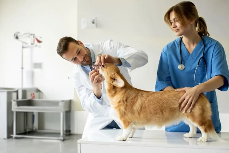 Dog Tooth Extraction: What To Expect