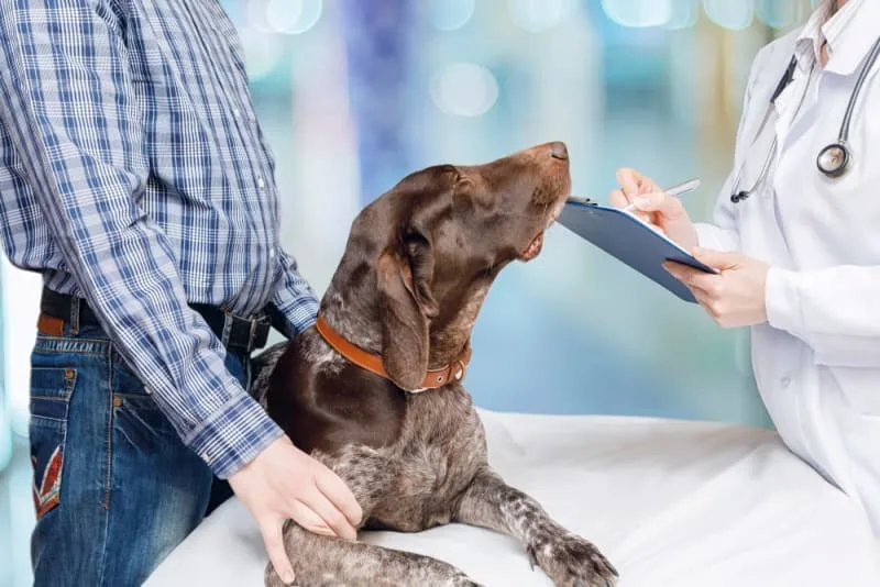 Dog Behavior Changes After Vaccination