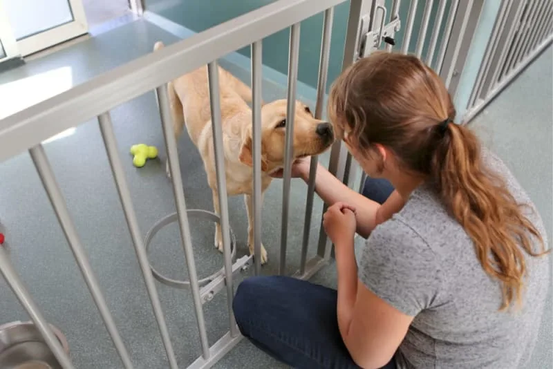 What To Do With Your Dog When You Travel?