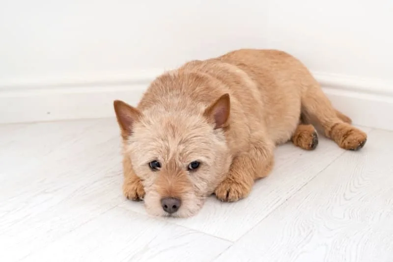 Behavioral Health: Addressing Anxiety & Stress During Routine Pet Wellness Exams
