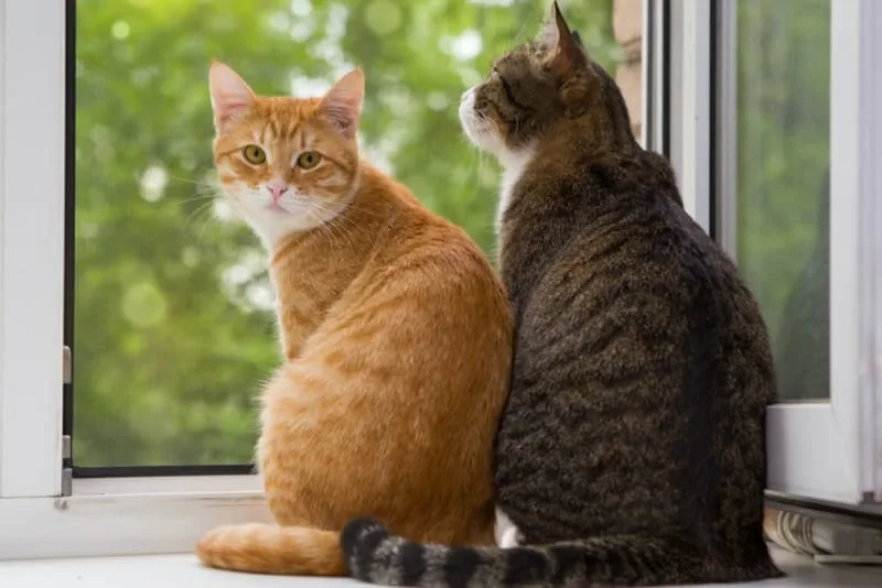 Boarding Or Pet Sitter? Where To Leave Your Cat
