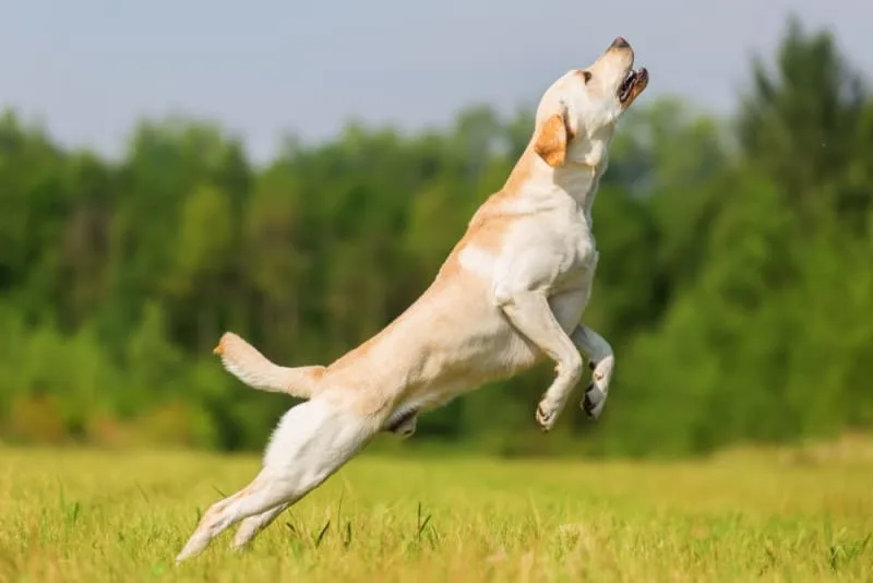 Tips on How to Strengthen Old Dog's Hind Legs