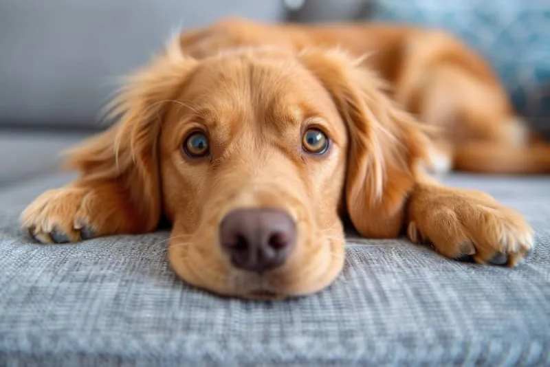 Tooth Extractions for Dogs: What to Expect
