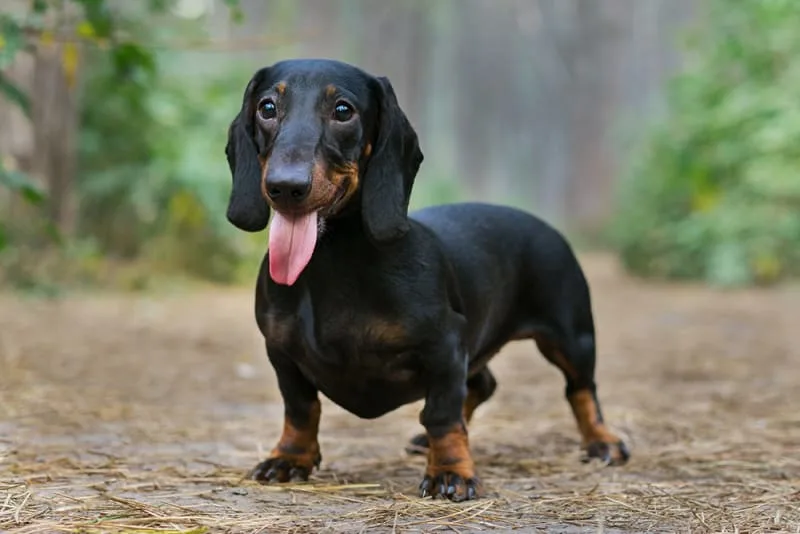 Orthopedic Conditions Commonly Seen in Dogs