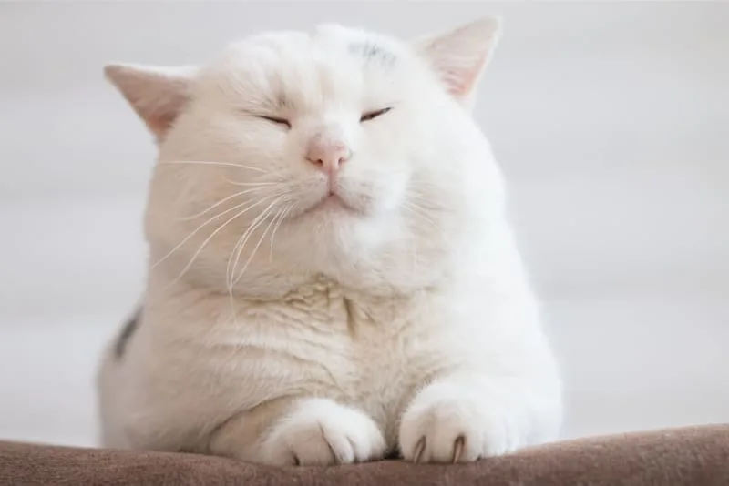 Bordetella in Cats