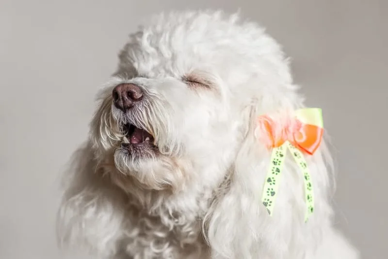 Reverse Sneezing In Dogs: What Is It?