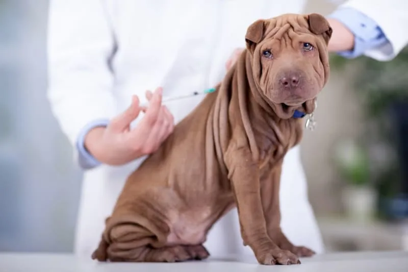 Dog Rabies Vaccine Schedule