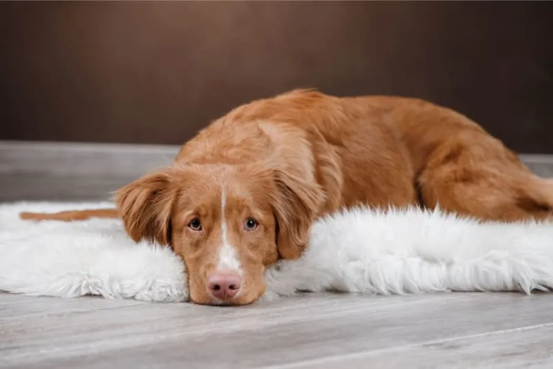 Chronic Pain Conditions in Dogs