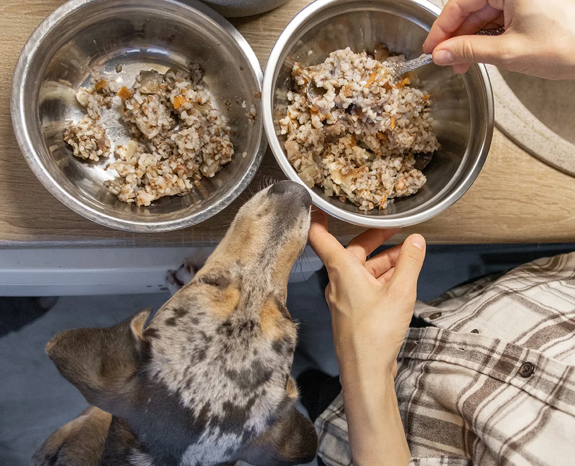 two bowls of premium dog food being prepared for dapple dachshund