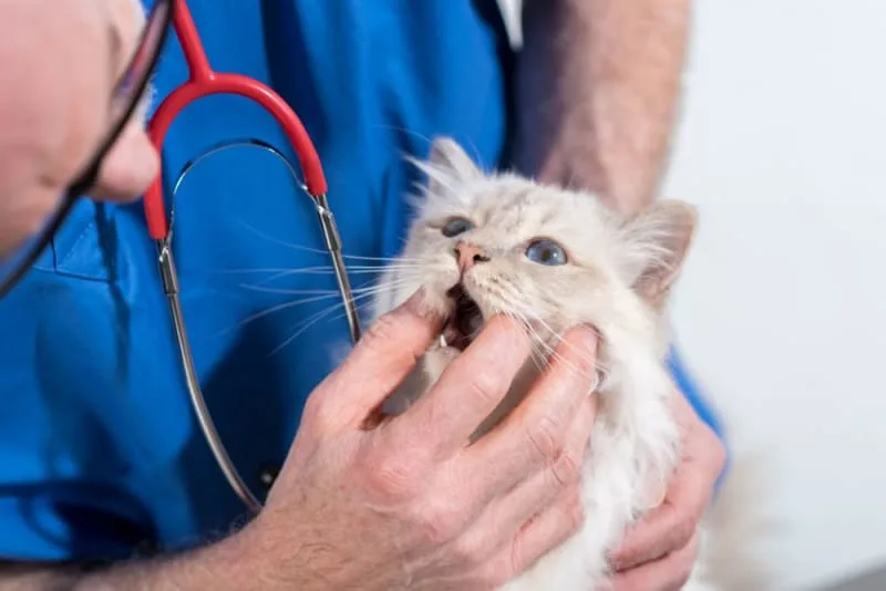 Cat Tooth Extractions: What to Expect & What to Watch For