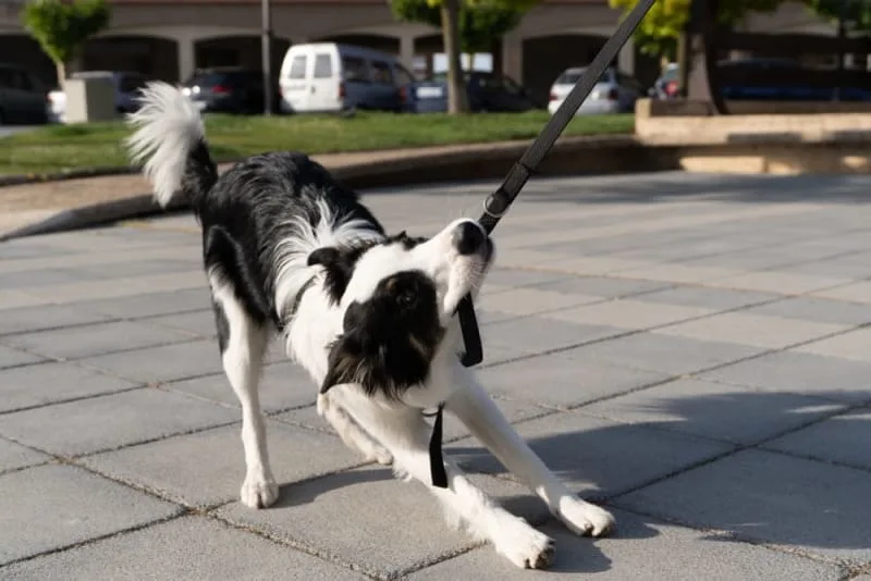How to Deal with Leash Aggression in Dogs