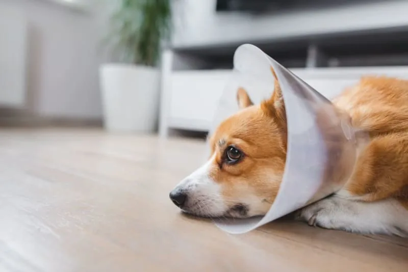 Getting Your Dog Fixed: When & What to Know