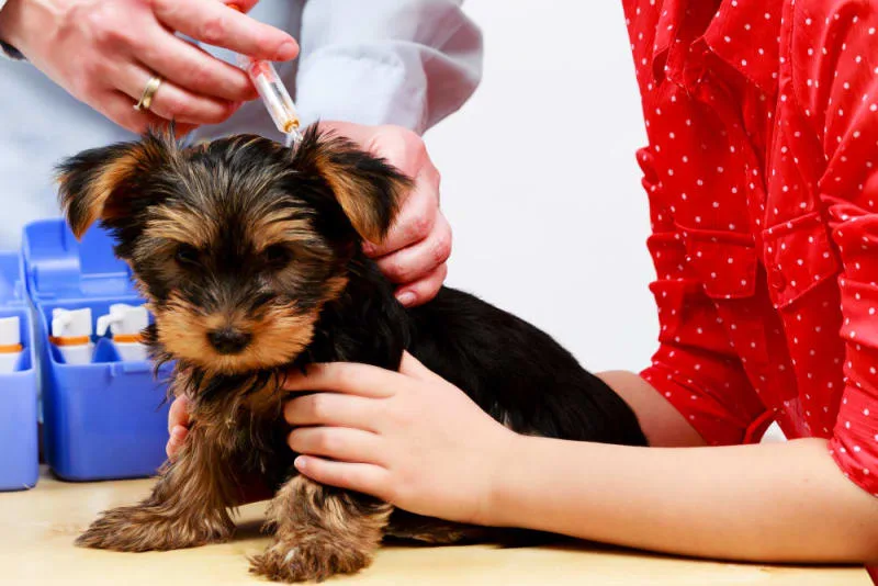 How To Know If Your Dog Has Rabies