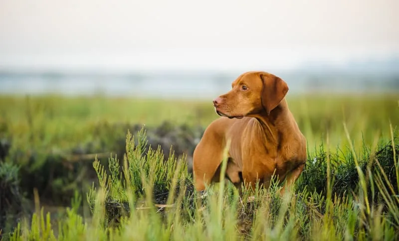 The Causes of Diarrhea In Dogs & How You Can Stop It