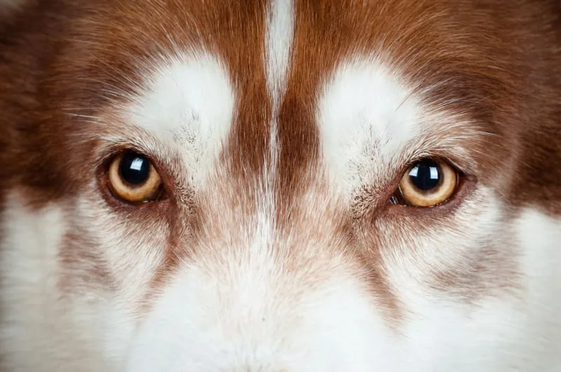 Cataract Surgery for Dogs