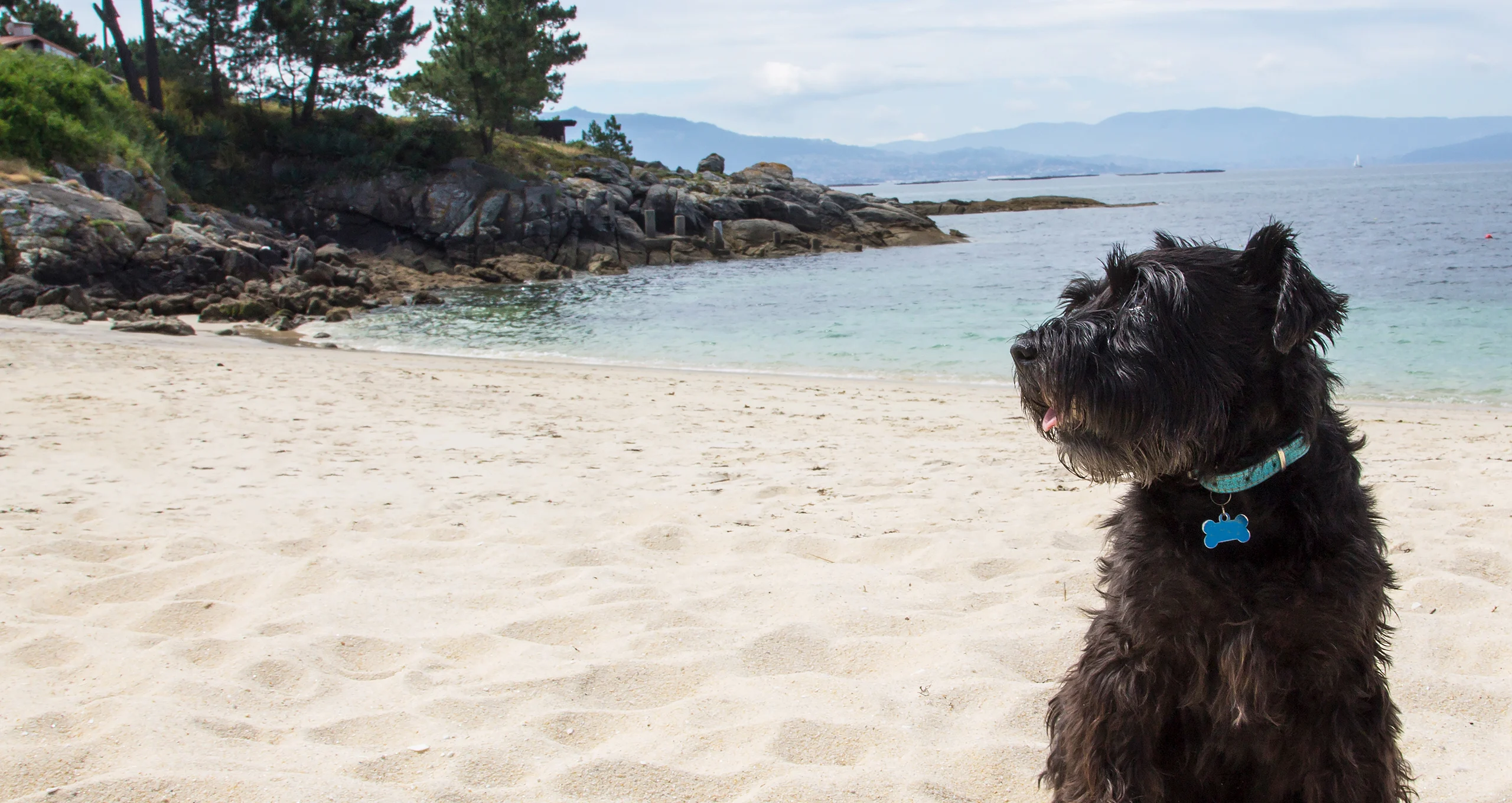 h schnauzer on beach